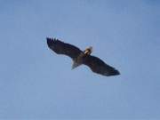 Usedomer Tierwelt: Ein Seeadler jagt ber der Krumminer Wiek.