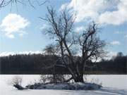 Der Klpinsee im Bernsteinbad Loddin: Die Schwaneninsel im vereisten See.