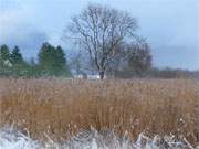 An der Krumminer Wiek: Winterliches Farbspiel auf Usedom.