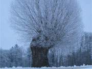 Winterimpressionen auf der Insel Usedom: Bereifte Weide nahe der Ortschaft Mellenthin.