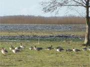 Wildgnse: Das Wiesenland zwischen Koserow und Loddin ist ein ideales Winterquartier.