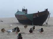 Ostseestrand von Stubbenfelde: Enten kommen heran und hoffen auf ein paar Brotkrumen.