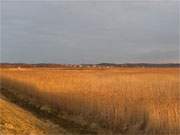 Winterabend auf Usedom: Achterwasser-Schilf nahe des Bernsteinbades ckeritz.