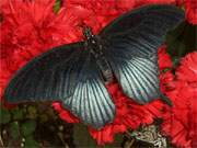 Prachtvolle Farbigkeit: Ein Schmetterling in der Trassenheider Schmetterlingsfarm auf Usedom.