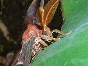 Dem Schmetterling ins Auge geblickt: Die Schmetterlingsfarm in Trassenheide im Inselnorden Usedoms.