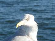 Blickkontakt: Mwe vor dem Hintergrund der Ostsee.