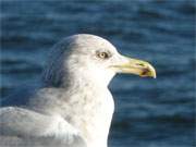 Meerblick: Mwe am Ostseestrand der Insel Usedom.