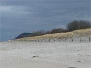 Strandhafer: Warme Farben in der Khle des Usedomer Winters.