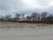 Ostsee-Dne: Blattlose Bume am Ostseestrand auf Usedom.