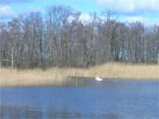 Schmollensee auf Usedom: Langsam geht der Winter zuende.