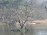 Bernsteinbad Loddin auf Usedom: Der Klpinsee mit der malerischen Schwaneninsel.