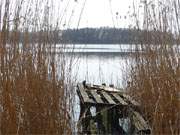 Der Klpinsee hinter dem Ostseedeich: Warme Schilffarben und eine karge Wintervegetation.