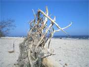 Usedomer Ostseestrand zwischen Bansin und ckeritz: Ausgeblichene Baumreste schmcken den Strand.