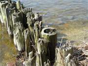 Buhne im Kleinen Haff: Kamminke im Hinterland der Insel Usedom.