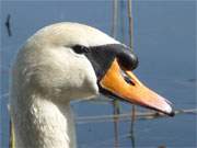 Usedomer Tierwelt: Hckerschwan an der Badestelle des Wolgastssees.