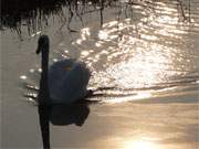 Naturpark Usedom: Schwan auf dem Achterwasser am Loddiner Hft.