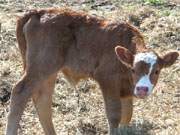 Ganz neu: Kalb auf einer der groen Weiden auf dem Loddiner Hft.