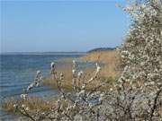 Schlehenblte auf Usedom: Achterwasserkste in Richtung Pudagla.