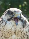 Bettelschreie: Ein Falke verlangt nach seinen Kücken.