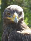 Steppenadler: Flugshow in der Usedomer Falknerei in Stolpe.