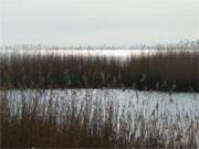 Lebensraum Schilfgürtel: Die Achterwasserküste Usedoms ist ein schützenswertes Biotop.