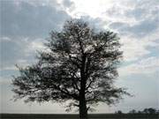 Achterwasserkste Usedoms: Weites Wiesenland zwischen den Bernsteinbdern Loddin und Koserow.