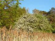 Obstbaumblte am kleinen Sandstrand zu Fen des Loddiner Hfts.