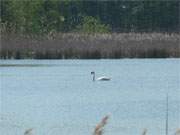 Bild der Ruhe auf Usedom: Schwan auf dem sonnigen Klpinsee.