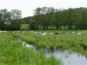 Usedomer Wiesenlandschaft: Meliorationsgraben und Rinderherde an der Melle, einem Arm des Achterwassers.