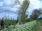 Blhende Hecke: Deich am Achterwasser auf dem Lieper Winkel.