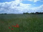 Usedomer Felderlandschaft bei Krummin: Im Hintergrund ist die Wolgaster Peenewerft zu erkennen.
