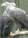 Auf Usedom fast berall heimisch geworden: Seeadler im Vogelpark Marlow.