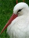 Typischer Vogel der Ostseekste: Storch im Vogelpark Marlow.