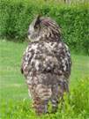 Ausflug auf's Festland — Vogelpark Marlow: Ein Uhu bei der Flug-Show.