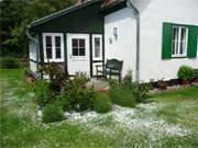 Hagelschlag in der Inselmitte Usedoms: Im Augenblick sind alle Blüten zerschlagen.