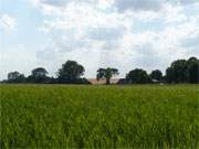 Im Hinterland: Usedomer Landschaft zwischen Krummin und Neeberg.