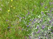 Usedomer Flora: Wiesenimpressionen zwischen den Bernsteinbdern Loddin und Koserow.