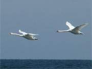 Fliegen ber der Ostsee: Schwne zwischen den Bernsteinbdern Zempin und Koserow.