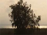 Kontrast: Eine Weide am Achterwasser zwischen den Seebdern Koserow und Loddin im Abendlicht.