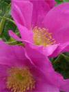 Usedomer Pflanzenwelt: Wiesenblumen am Achterwasser.