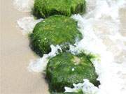 Klares Ostseewasser, weier Sandstrand: Sommerurlaub auf Usedom.