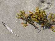 Maritimes Symbol: Blasentang am Usedomer Ostseestrand.