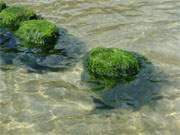 Sauberes Ostseewasser: Seegras an einer Buhne zwischen ckeritz und Bansin.