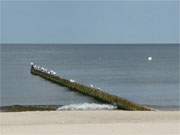 Ruheort fr Mwen: Eine Buhne am Ostseestrand von ckeritz.