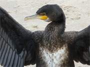 Blick unters Gefieder: Ein Kormoran trocknet nach erfolgreichem Fischzug seine Federn.