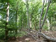 Rundwanderweg um den Wockninsee: Urwchsige Landschaft um das Bernsteinbad ckeritz.