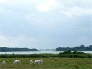 Gothensee auf Usedom: Zwischen Sallenthin und Gothen ist die schmalste Stelle des groen Binnensees.