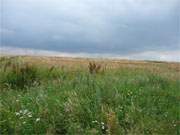 Zwischen Bansin und Gothen: Dunkle Wolken hngen tief ber sptsommerlichen Wiesen.