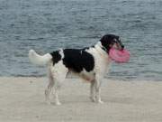 "Meins!": Ein Hund mit Lieblingsspielzeug folgt seinem Herrchen auf dem Weg nach Klpinsee.