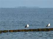 Luftspiegelungen: Die Ostseeinsel Greifswalder Oie beginnt ber dem Ostseewasser zu schweben.